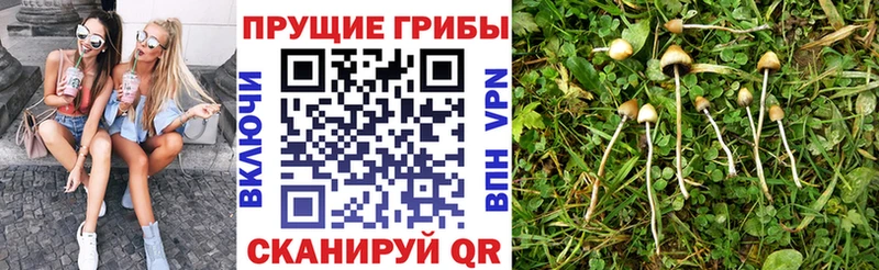 Галлюциногенные грибы GOLDEN TEACHER  хочу наркоту  Торжок 